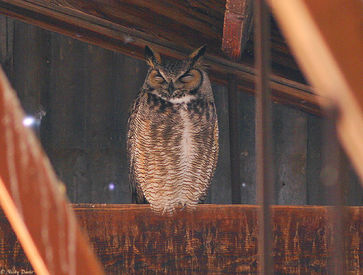 Female by nest in the barn at Antelope Island