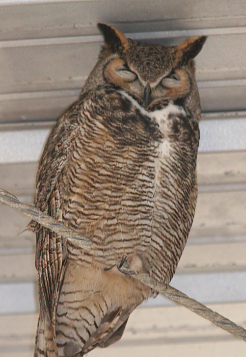 sleeping owl