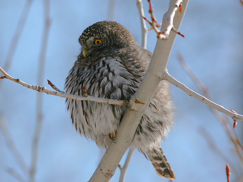 Northern Pygmy_Owl