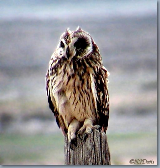 Short-eared Owl,   Promontory, Utah 6-22-03 by NJDavis,  Strigidae Asio flammeus