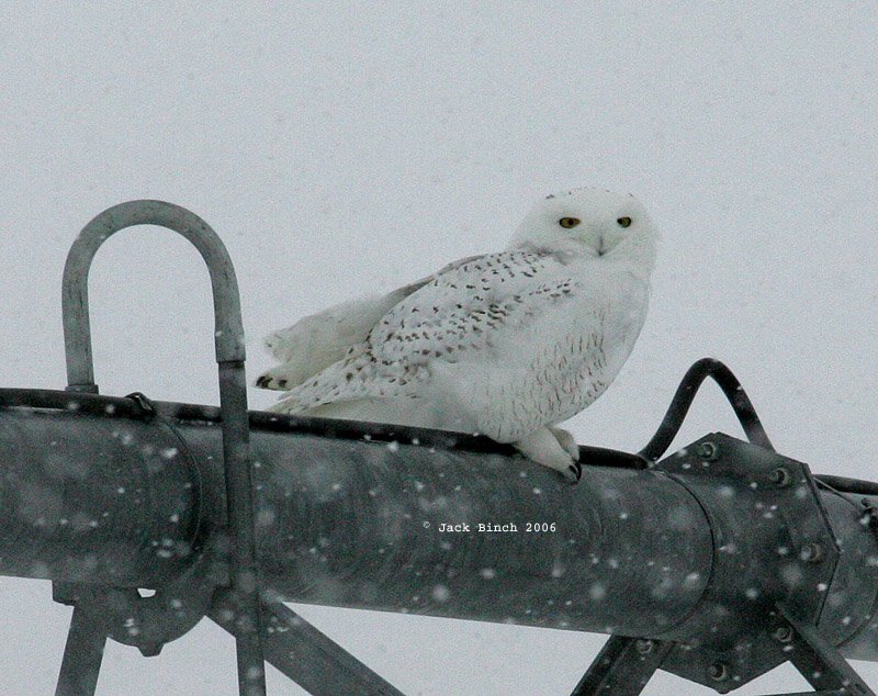 Snowy Owl in Snow storm