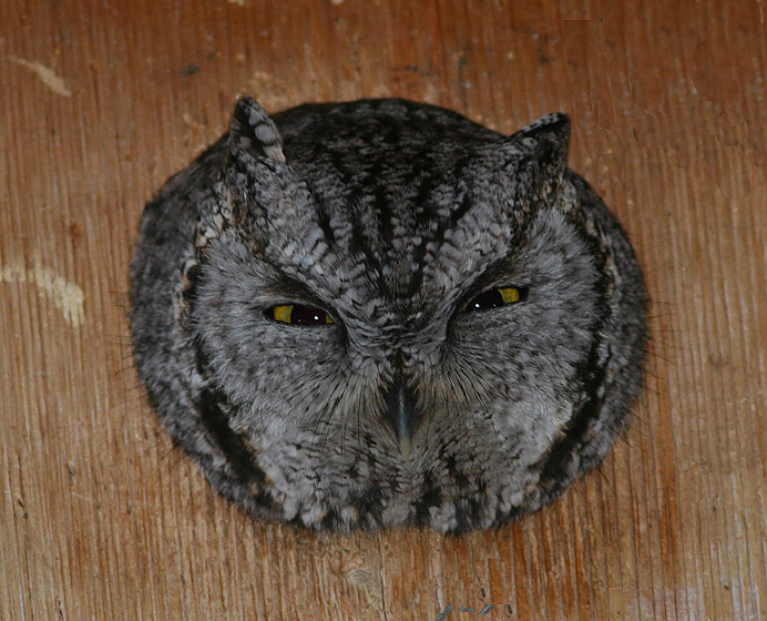 Western Screech Owl in a Flicker nest box