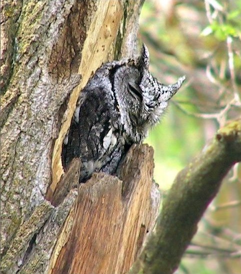 Sleeping Western Screech Owl