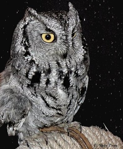 Captive Western Screech Owl