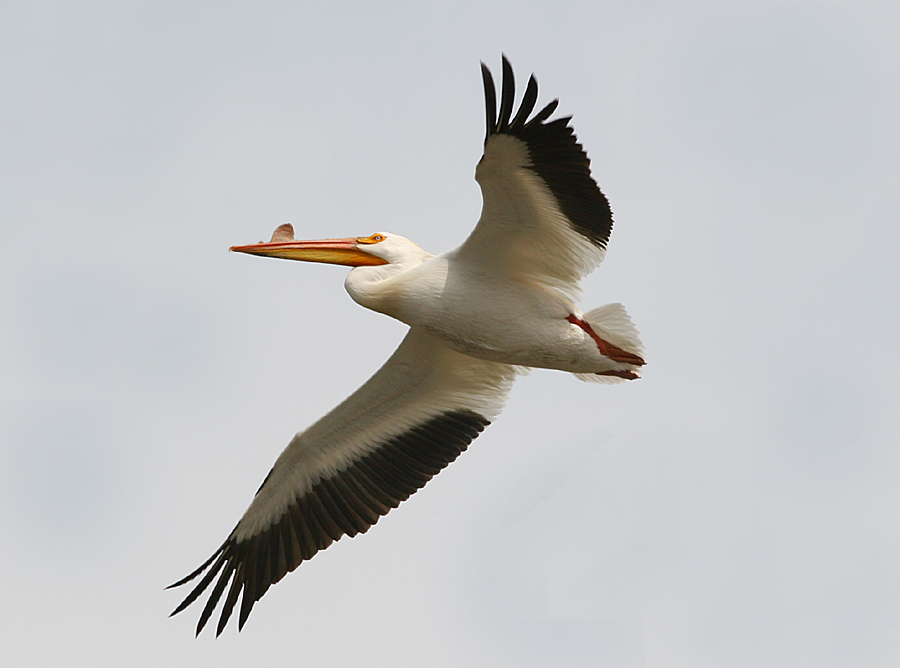 Flying American Pelican over Lehi Pond