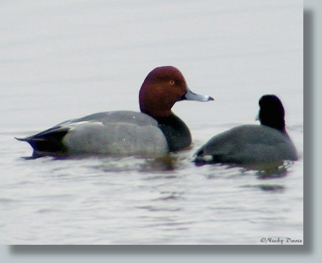 Redhead with Coots and Ruddy Ducks