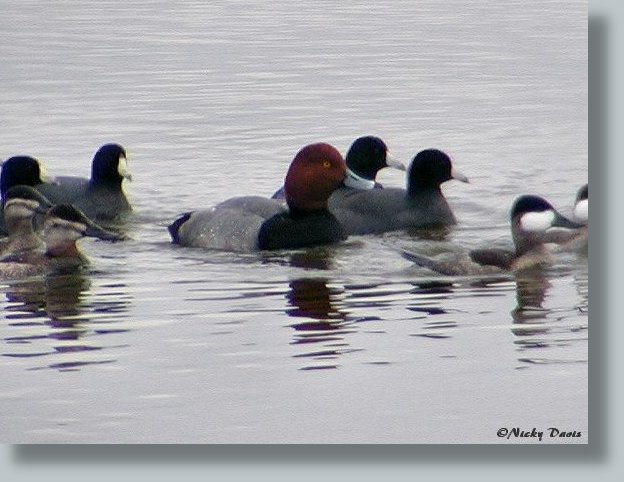 Redhead with Coots and Ruddy Ducks