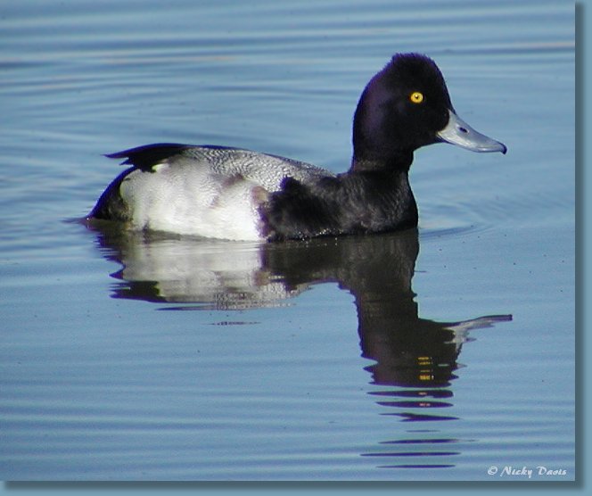 Male Lesser Scaup, side view