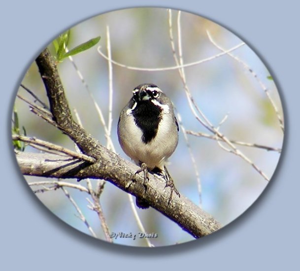 Black-throated Sparrow, Caliente, Washington County, Utah 4-24-04, ©Nicky Davis, Emberizidae Amphispiza bilineata