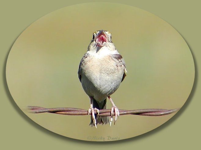 Grasshopper Sparrow singing
