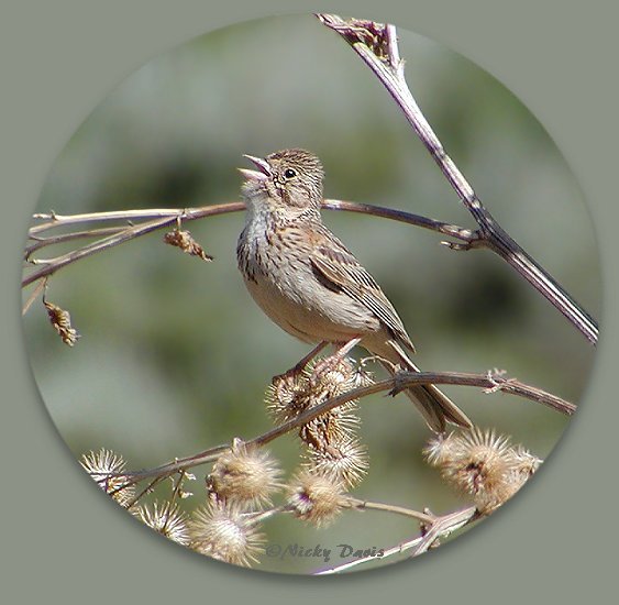 Vesper Sparrow, Monte Cristo, Cache County, Utah, July 02, 2004,  ©NJ Davis, Emberizidae Pooecetes gramineus