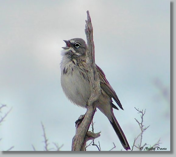 Sage Sparrow singing
