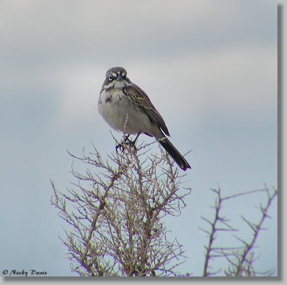 Photo of Sage Sparrow