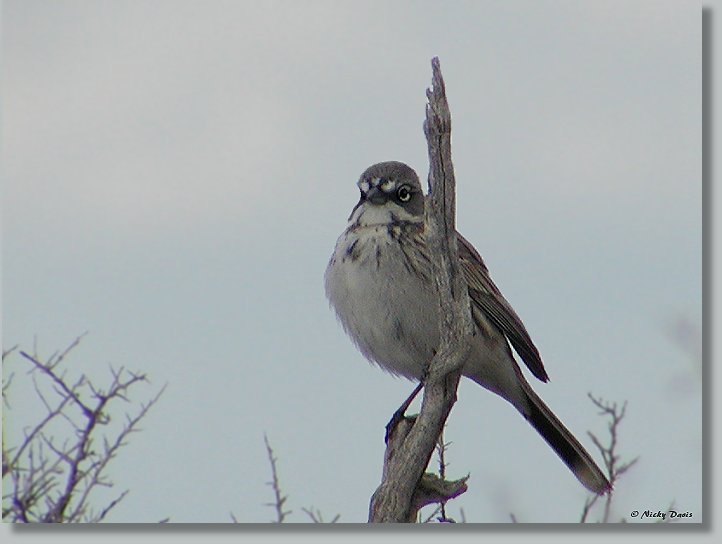 Sage Sparrow, front view