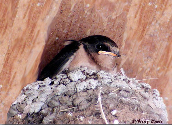 Barn Swallow Chick on nest
