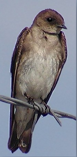 Northern Rough-winged Swallow at Utah Lake  ©NJDavis, Hirundinidae Stelgidopteryx serripennis