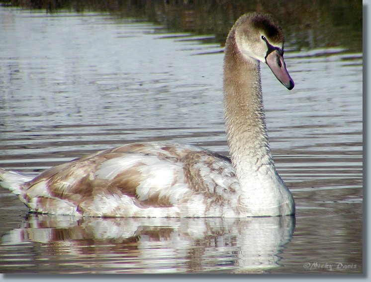 swan side view