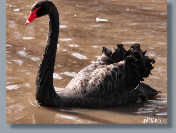 Male Black Swan