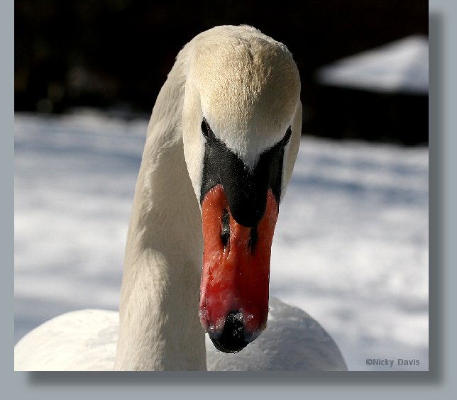 Mute Swan, front view