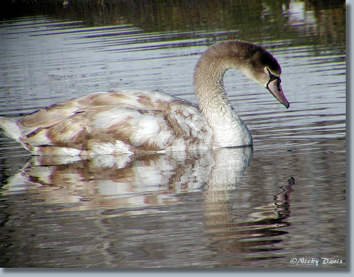 juvenile Swan, side view