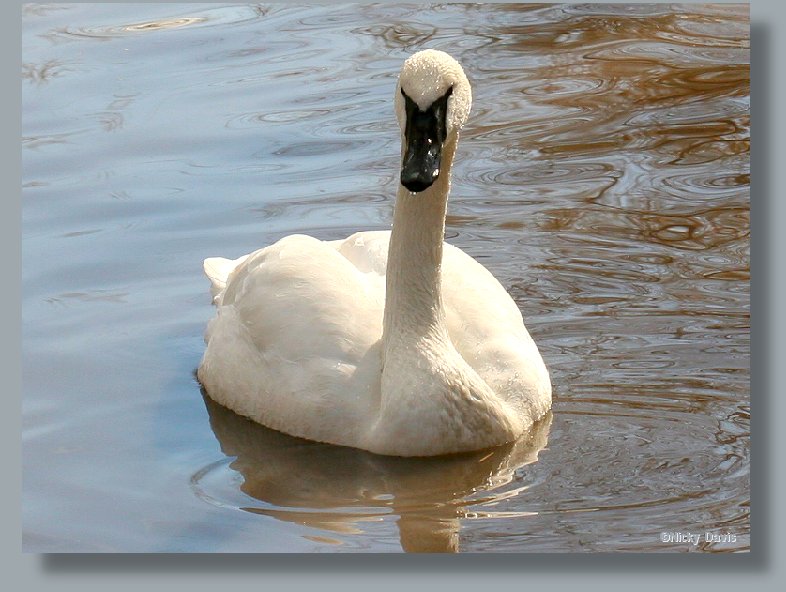 Trumpeter Swan, front view