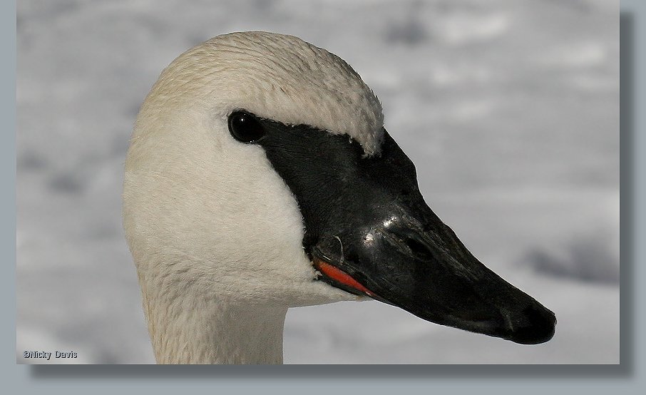 Adult Trumpeter Swan head showing bill shape