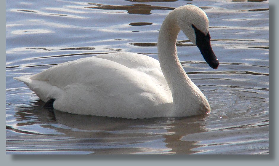 Trumpeter Swan, side view