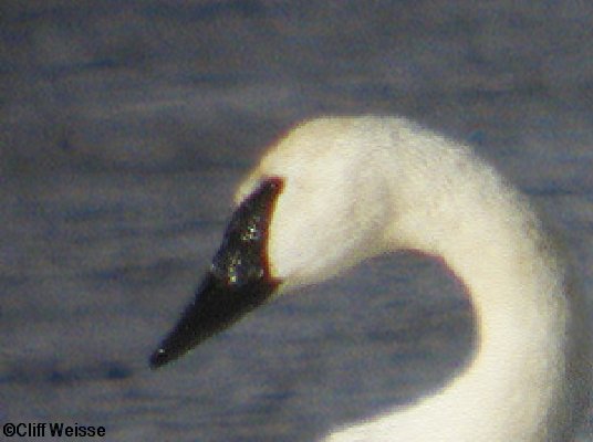 Trumpeter Swan Head, Cliffe Weisse