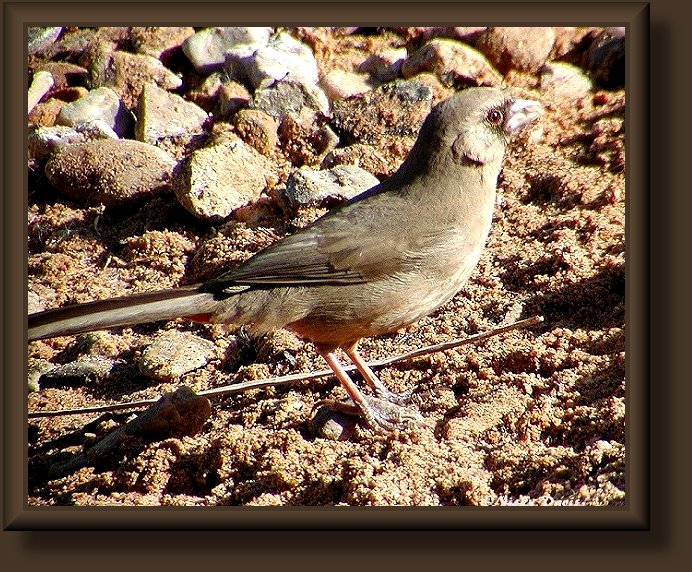 Photo of Abert's Towhee, side view