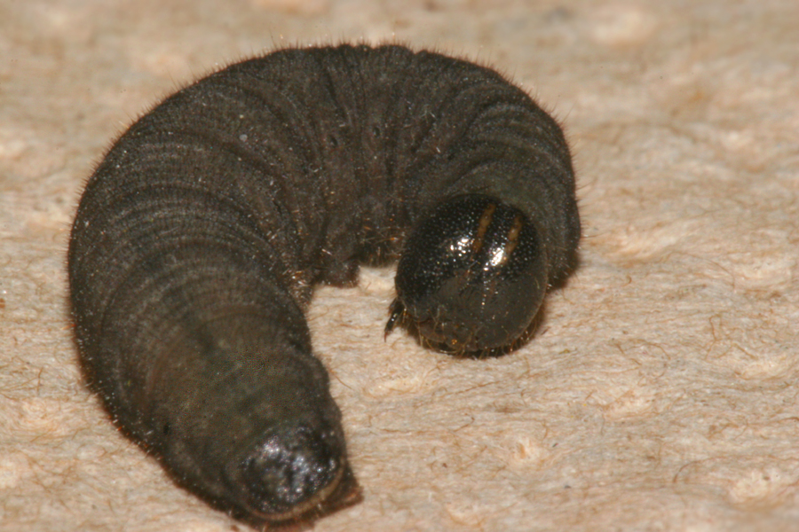 5th instar - closeup of Head