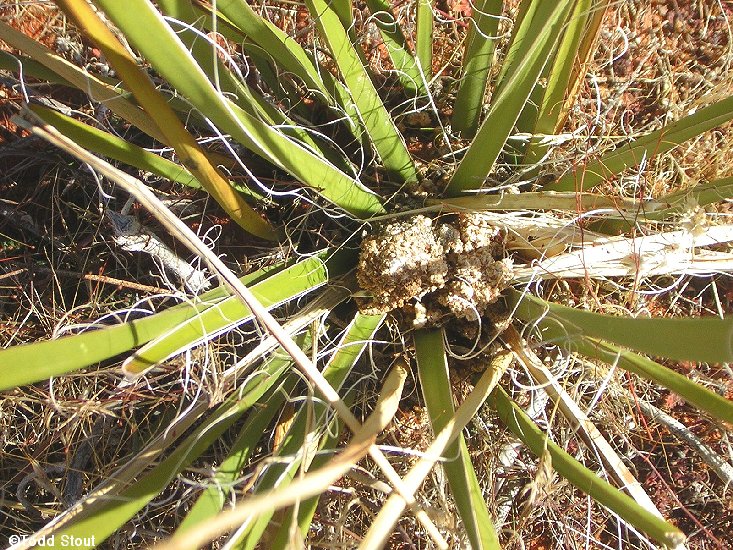 Megathymus yuccae coloradensis nest