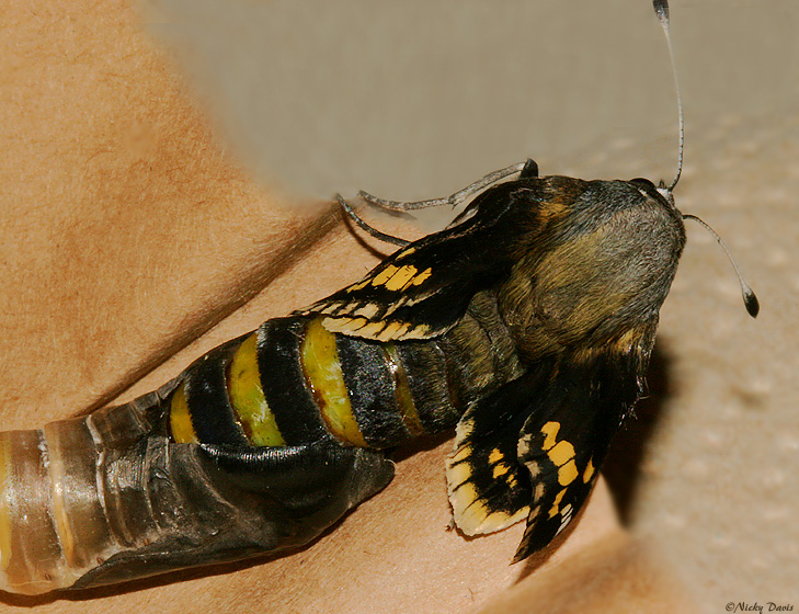 Butterfly #6 emerging from pupa