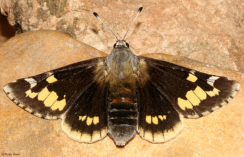 UPPERWING