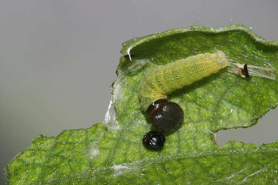 molted to third instar