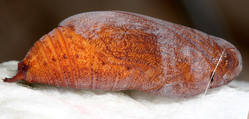 The day that this pupa was brought into spring conditions, March 5, 2007