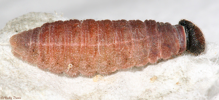 larva #1 February 23, 2007 after hibernating