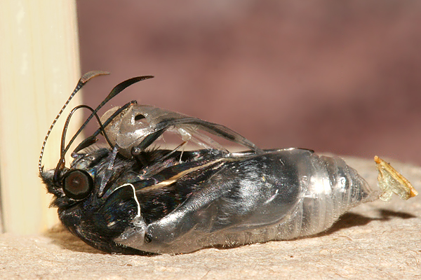 butterfly emerging from pupa
