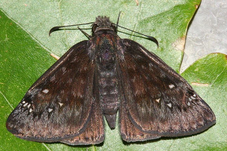 Dorsal view of live, posed butterfly
