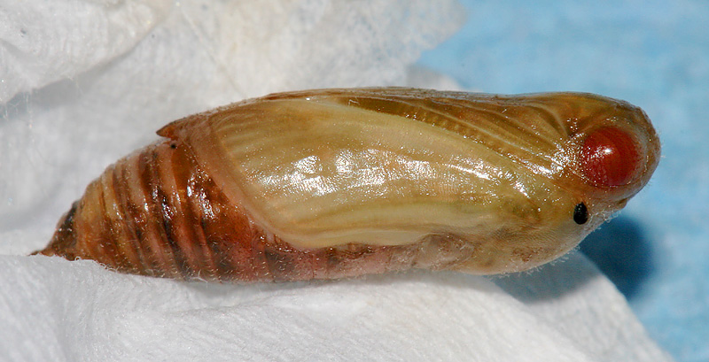 pupa #1 on March 12, 2007