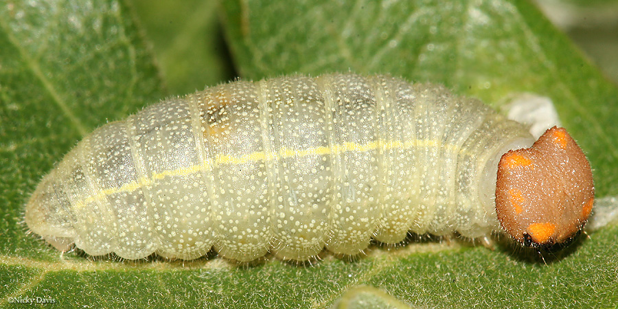 larva on September 5, 2006