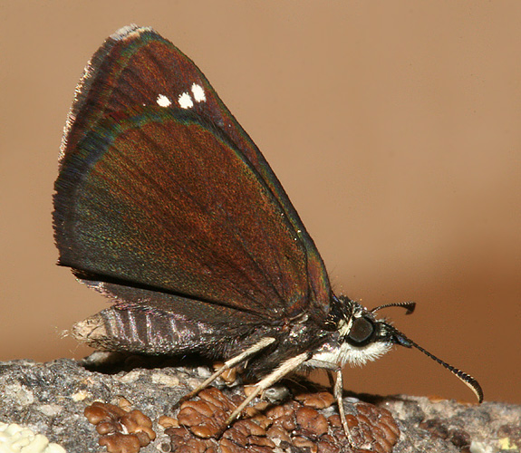 male Common Sootywing