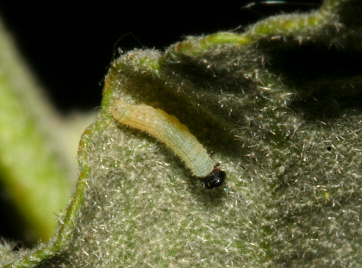 Larva found May 17, 2007