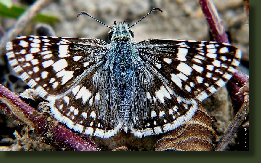 male has long black and white hairs on top
          of head and has blue gray tinge, female look black with small
          spots, fringes checkered halfway, caterpillar host is mallow
          and hollyhock