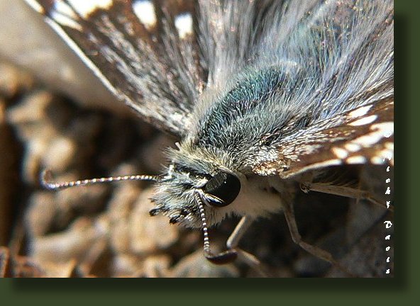 male has long black and white hairs on top of head and
          has blue gray tinge, female look black with small spots,
          fringes checkered halfway, caterpillar host is mallow and
          hollyhock
