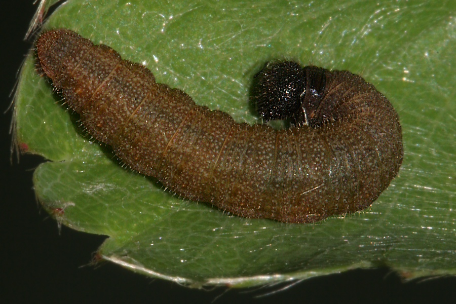4th instar 12 mm long