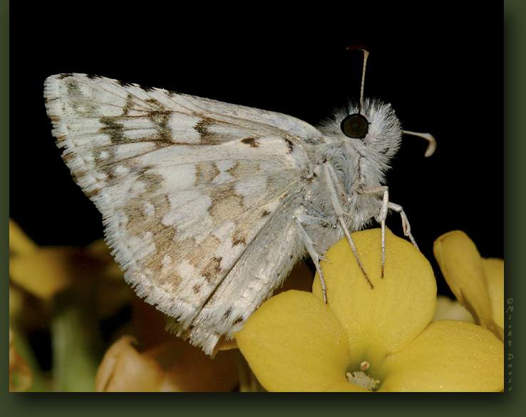 ventral view