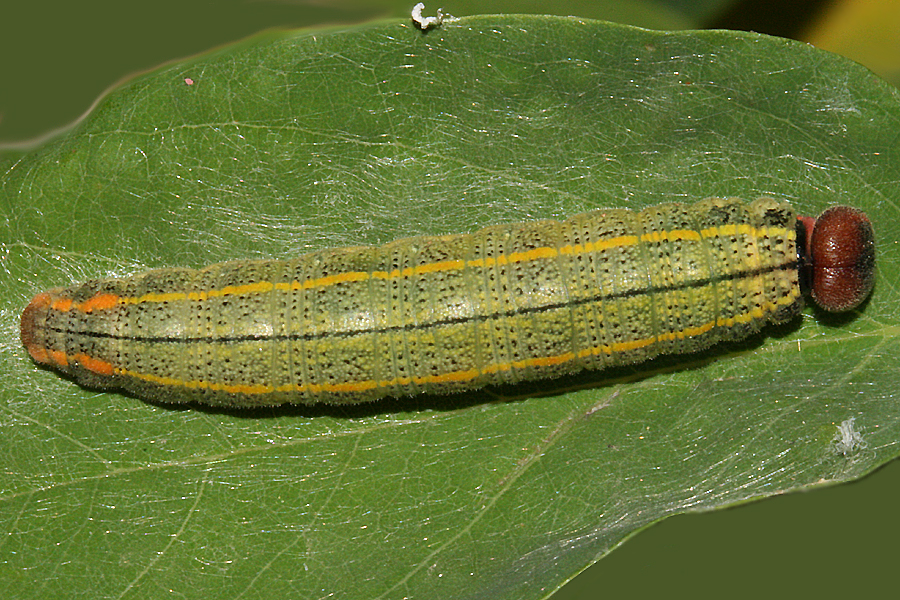 female 5th instar 10 October - 35 mm