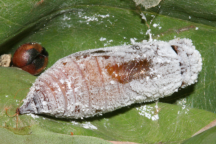 Female proteus pupa