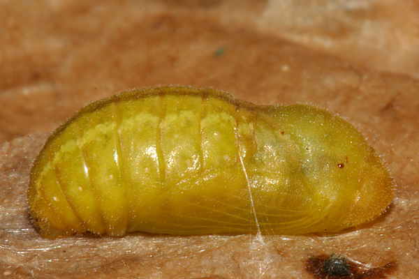 #3 newly formed pupa on 14 August 2009
