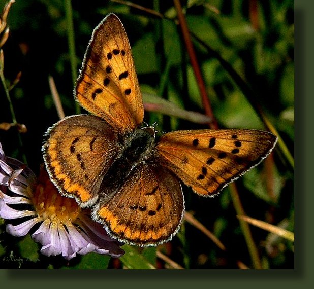 male upperside red-orange, female duller orange-brown to dark brown, Underside male and female gray-white to gray-yellow, hingwing with or without muted black spots